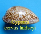 Cypraea cervus lindseyi, Petuch 2013